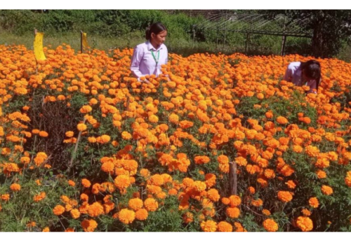 सिन्धुलीमा विद्यार्थीद्वारा तिहारको लागि फूल उत्पादन