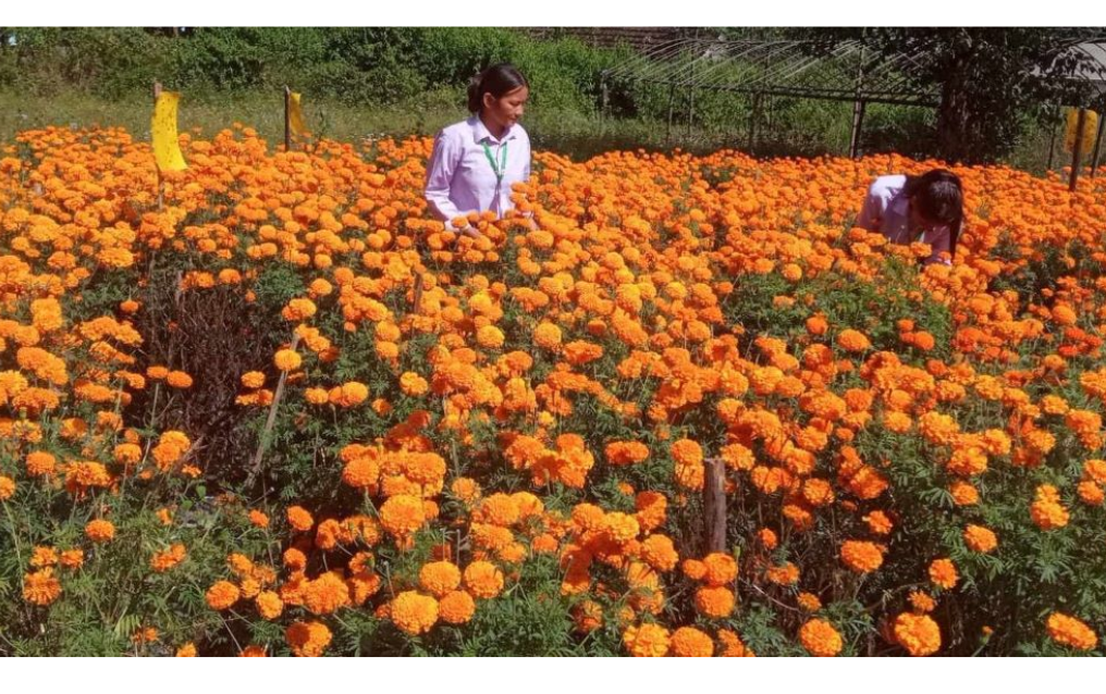 सिन्धुलीमा विद्यार्थीद्वारा तिहारको लागि फूल उत्पादन