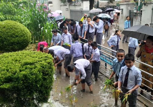 दरबार हाइस्कुलमा राष्ट्रिय धान दिवस मनाउँदै रोपाइँ सम्पन्न